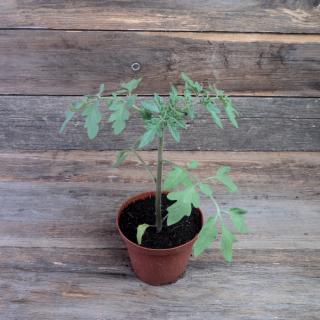 Tomatenpflanze Barkey