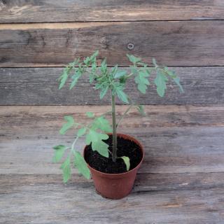 Tomatenpflanze Goldener Sommer