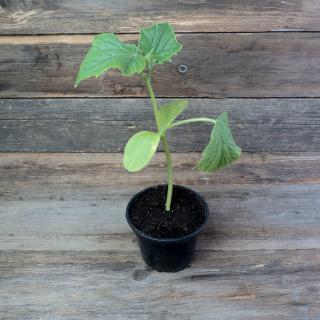 Gurkenpflanze ''Cleopha''