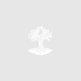 Gartenkräuter Zitronenverbene im Topf