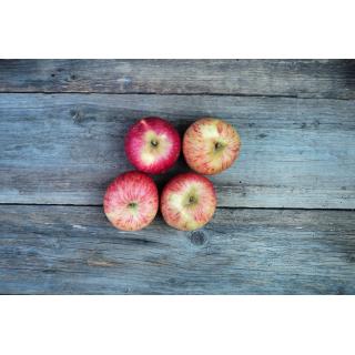 Apfel Notaris