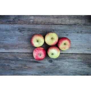 Apfel Alkmene