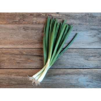 Lauchzwiebeln (Grün der Winterheckenzwiebel)