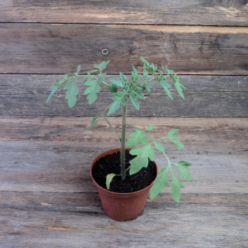 Tomatenpflanze Barkey