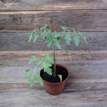 Tomatenpflanze Goldener Sommer