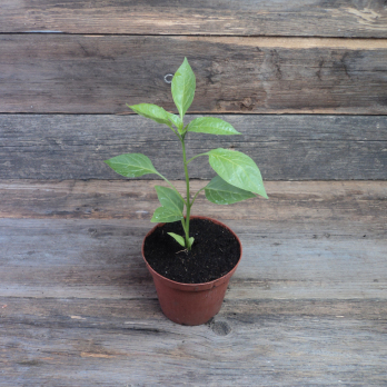 Chili ''Jalapeno Ruben''