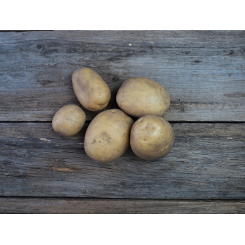 Kartoffeln vfk Neue Ernte