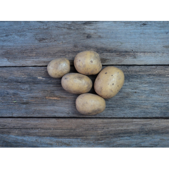 Kartoffeln fk Neue Ernte