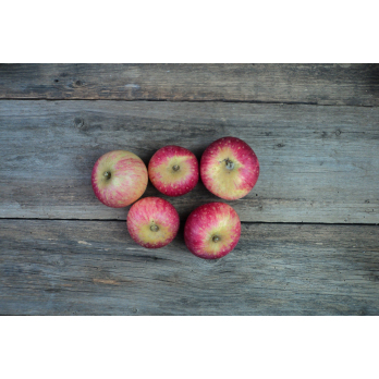 Äpfel Rote Sternrenette