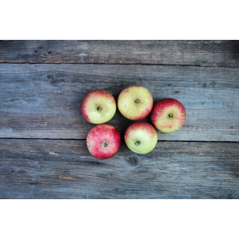 Apfel Alkmene